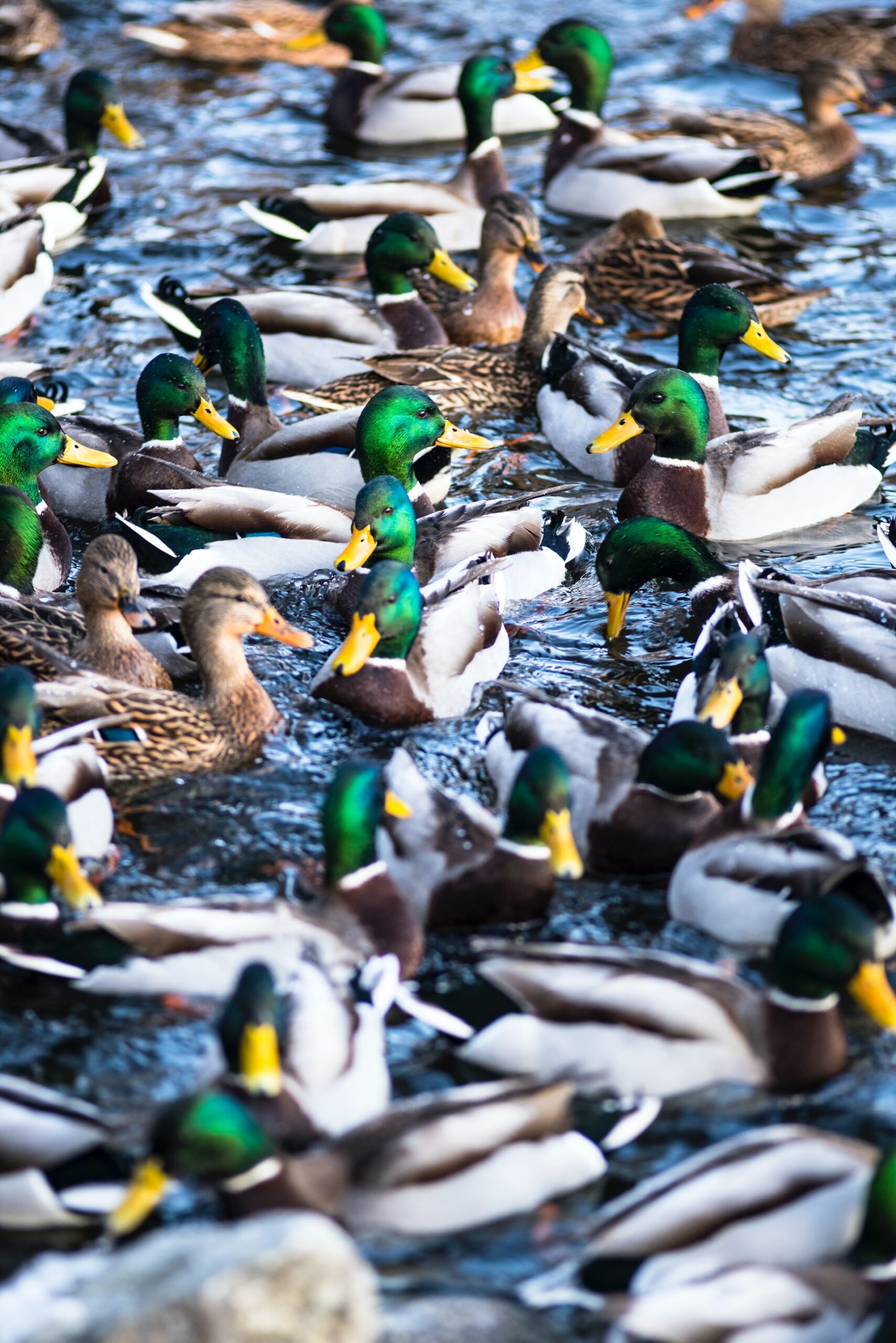 A colourful wildlife pond.