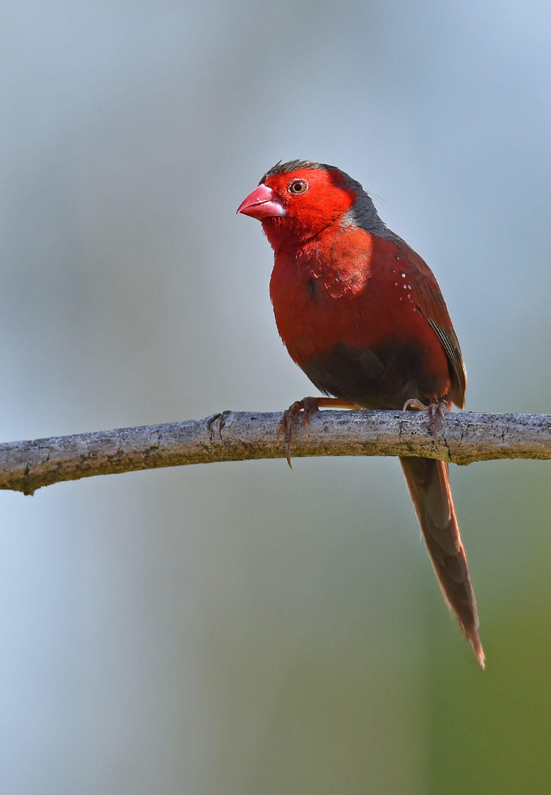 Bird on branch