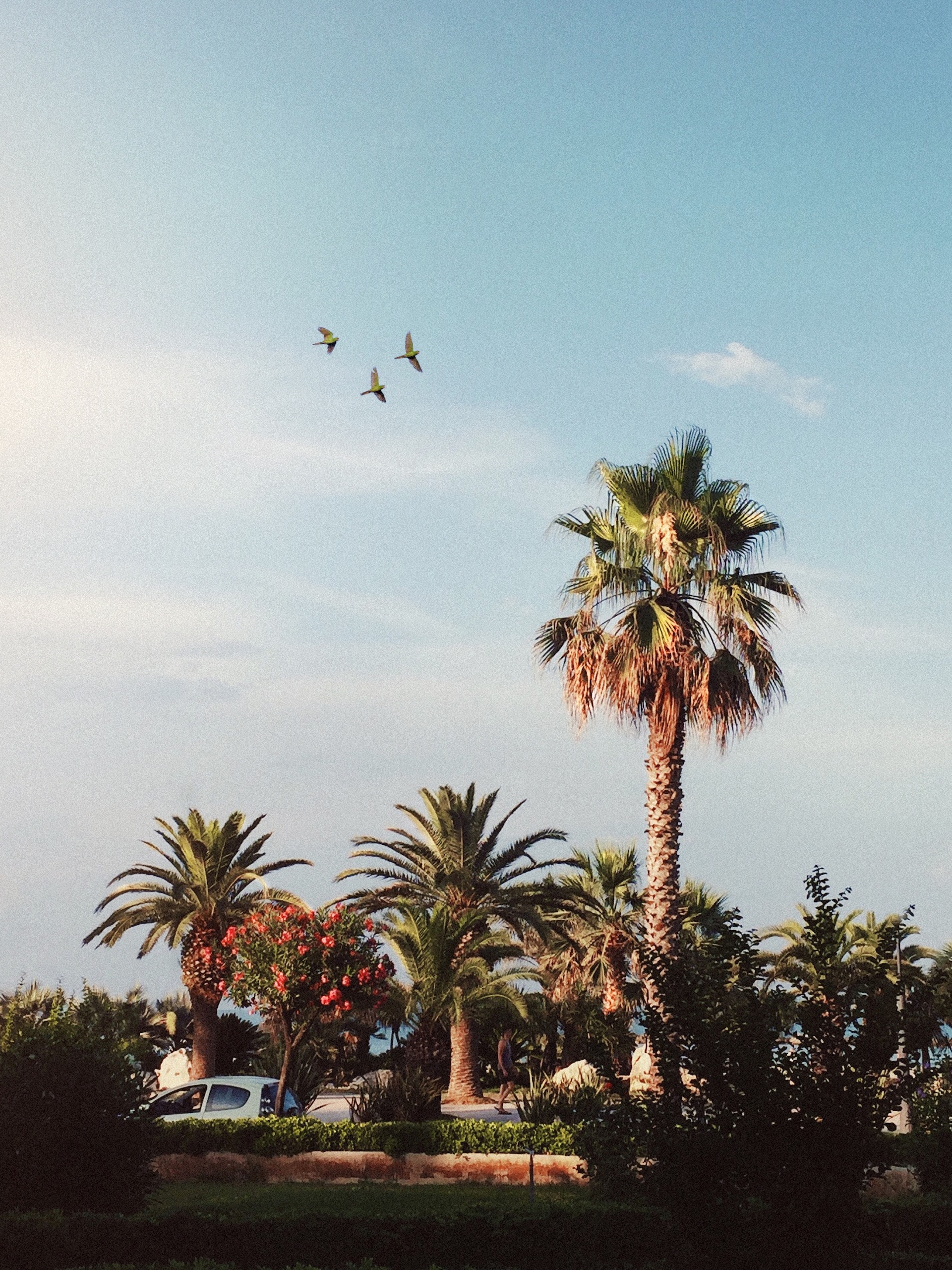 Birds in garden