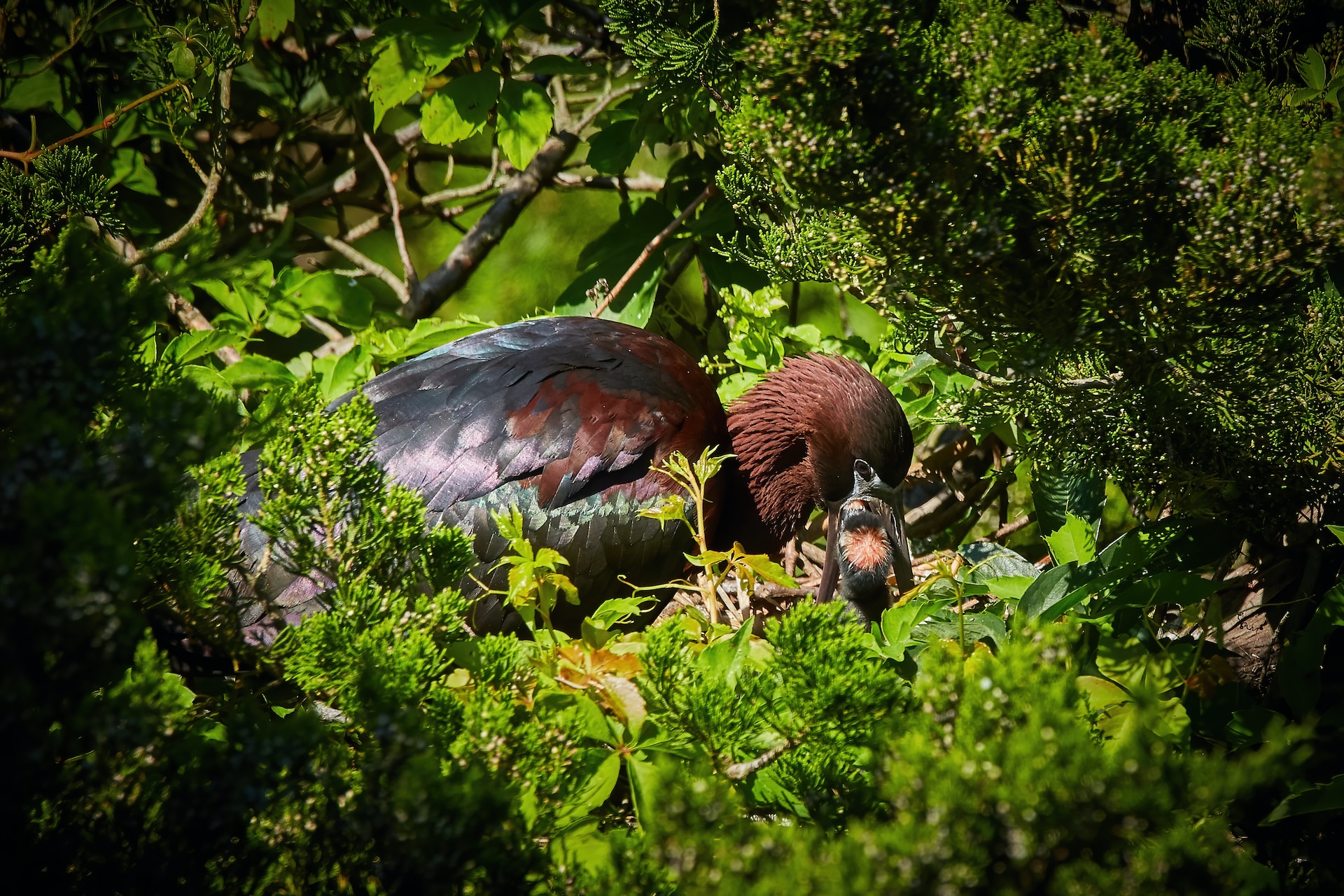 Birds nesting in tree