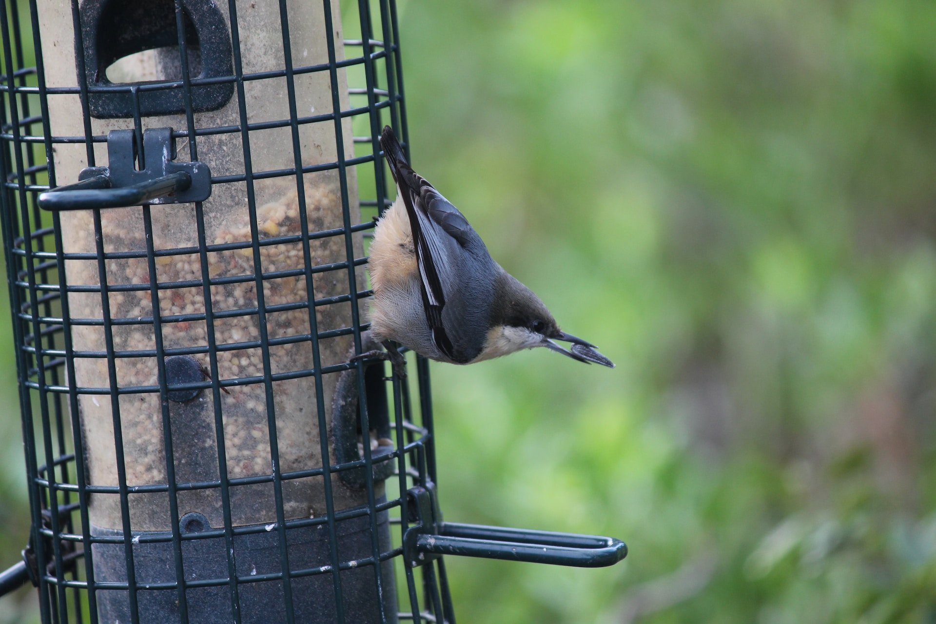 Birds on feeders