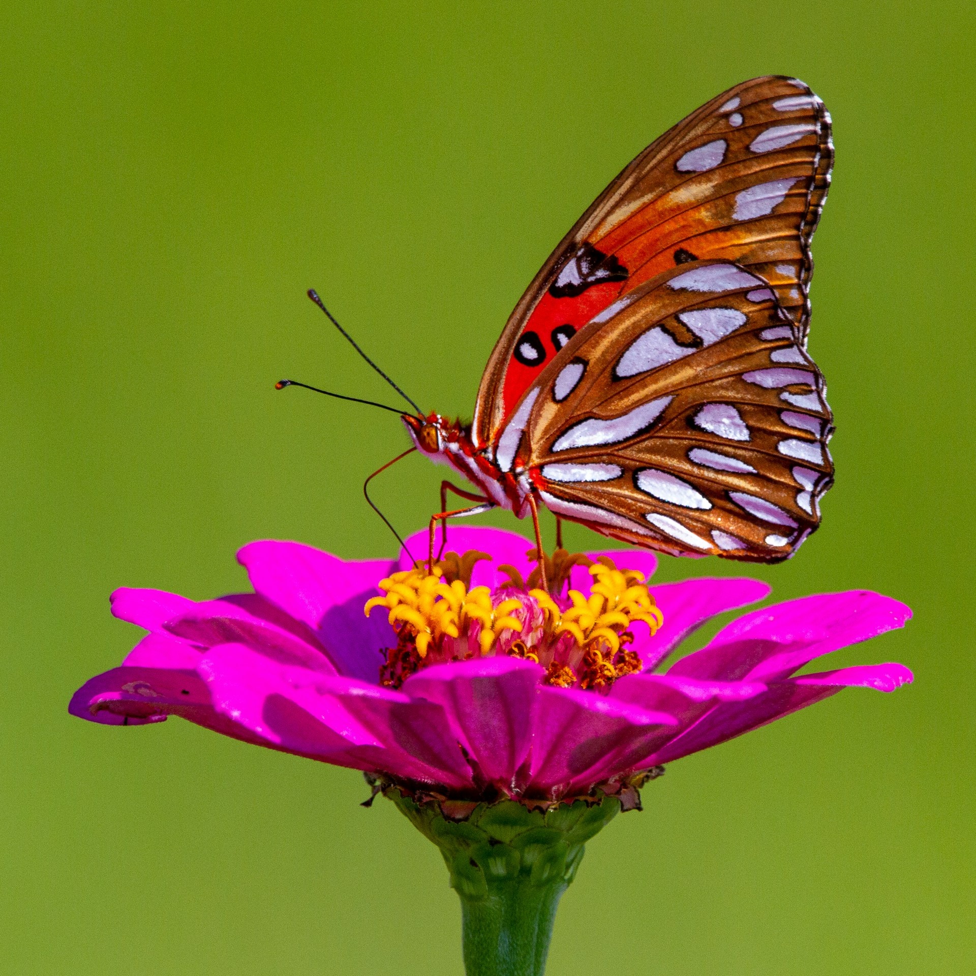 Butterfly on flower