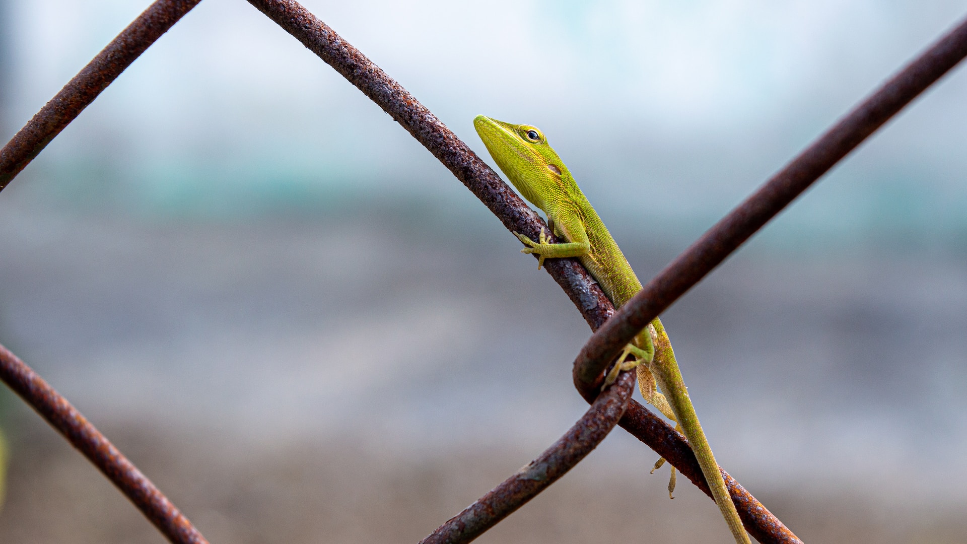 Garden wildlife habitat.