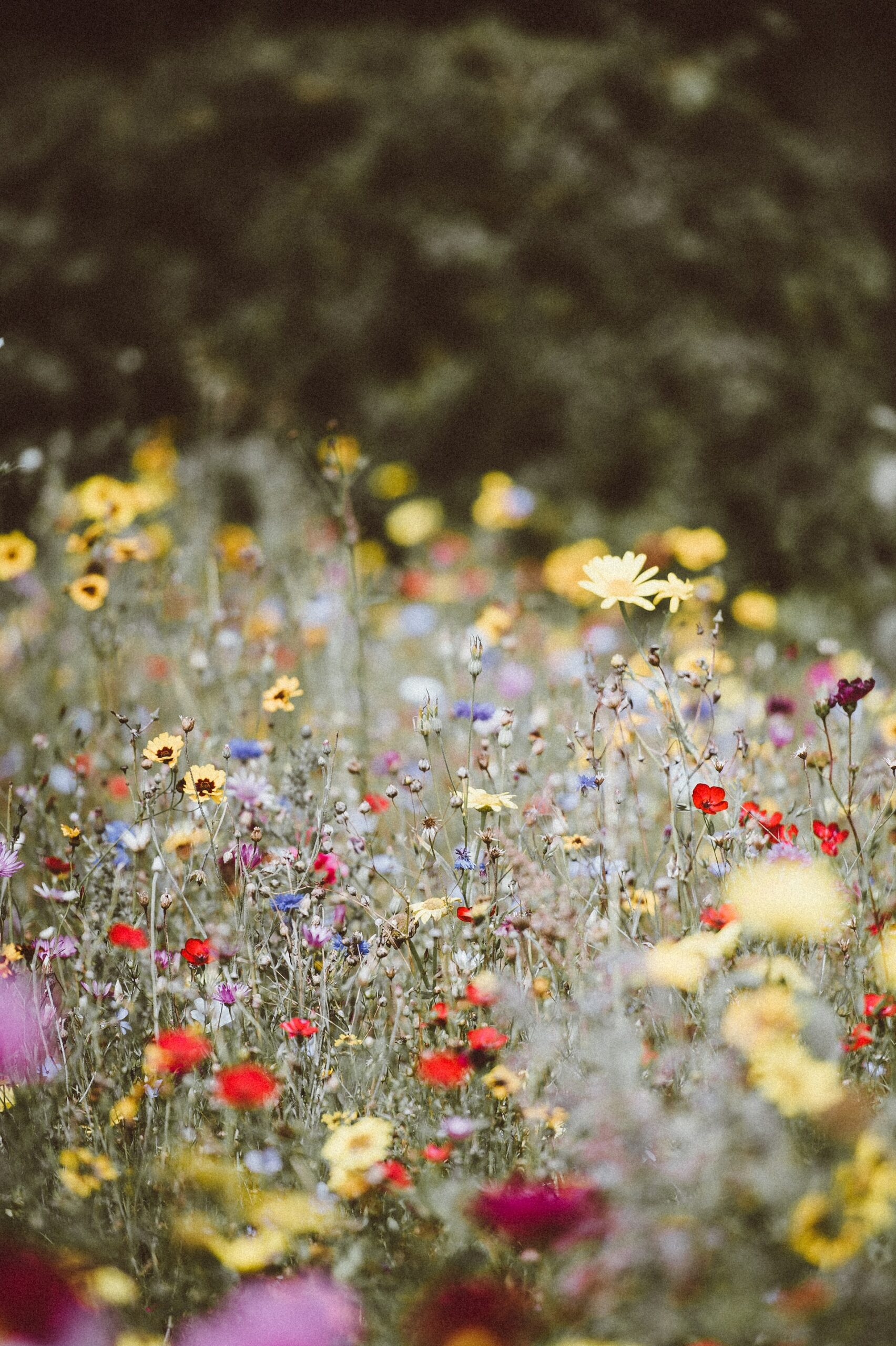 Native plants garden.