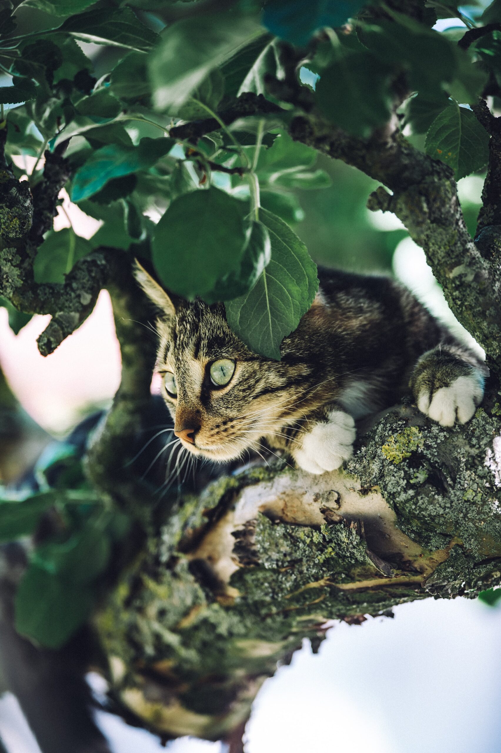 Wildlife-friendly garden