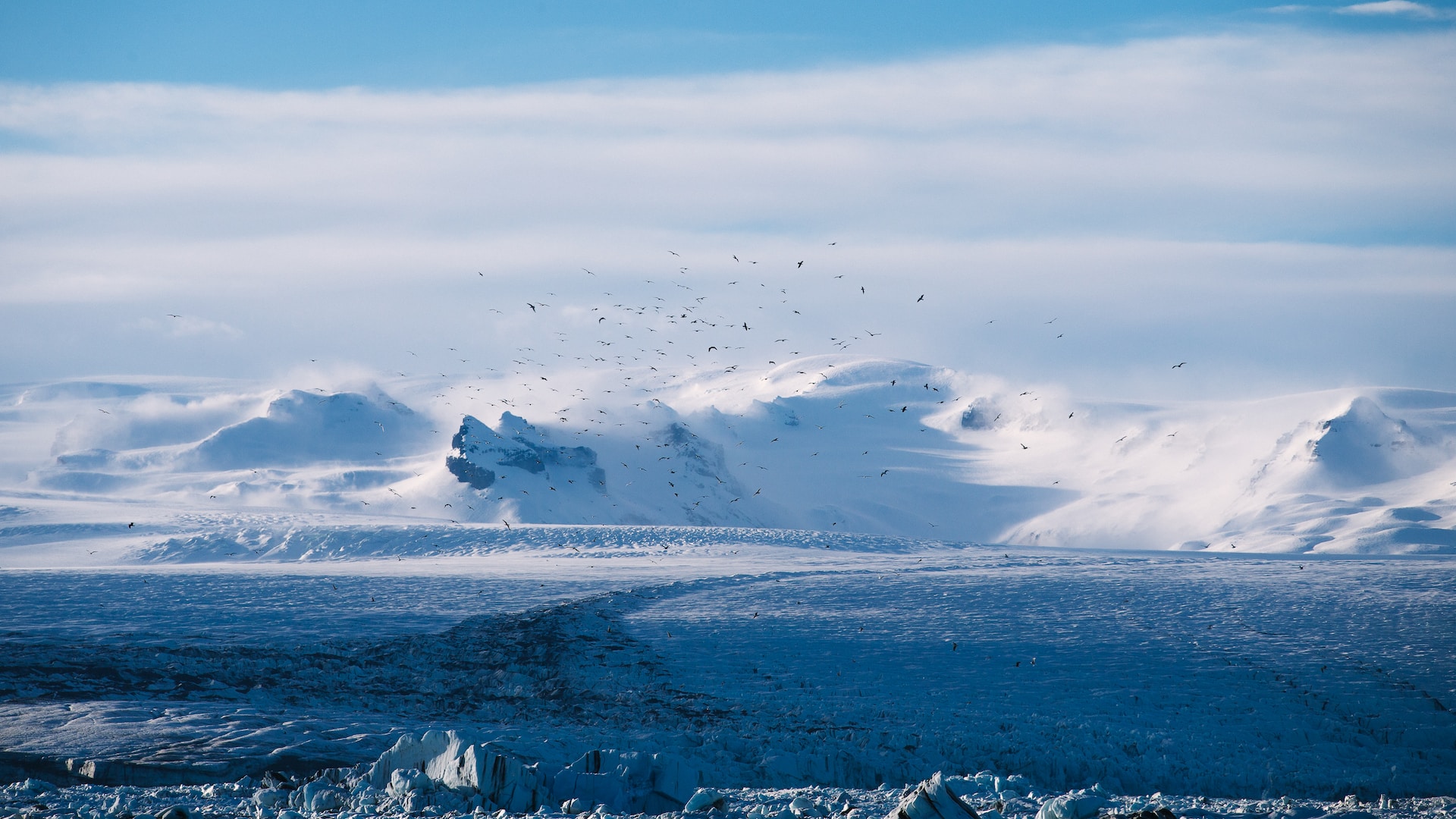 birds snow