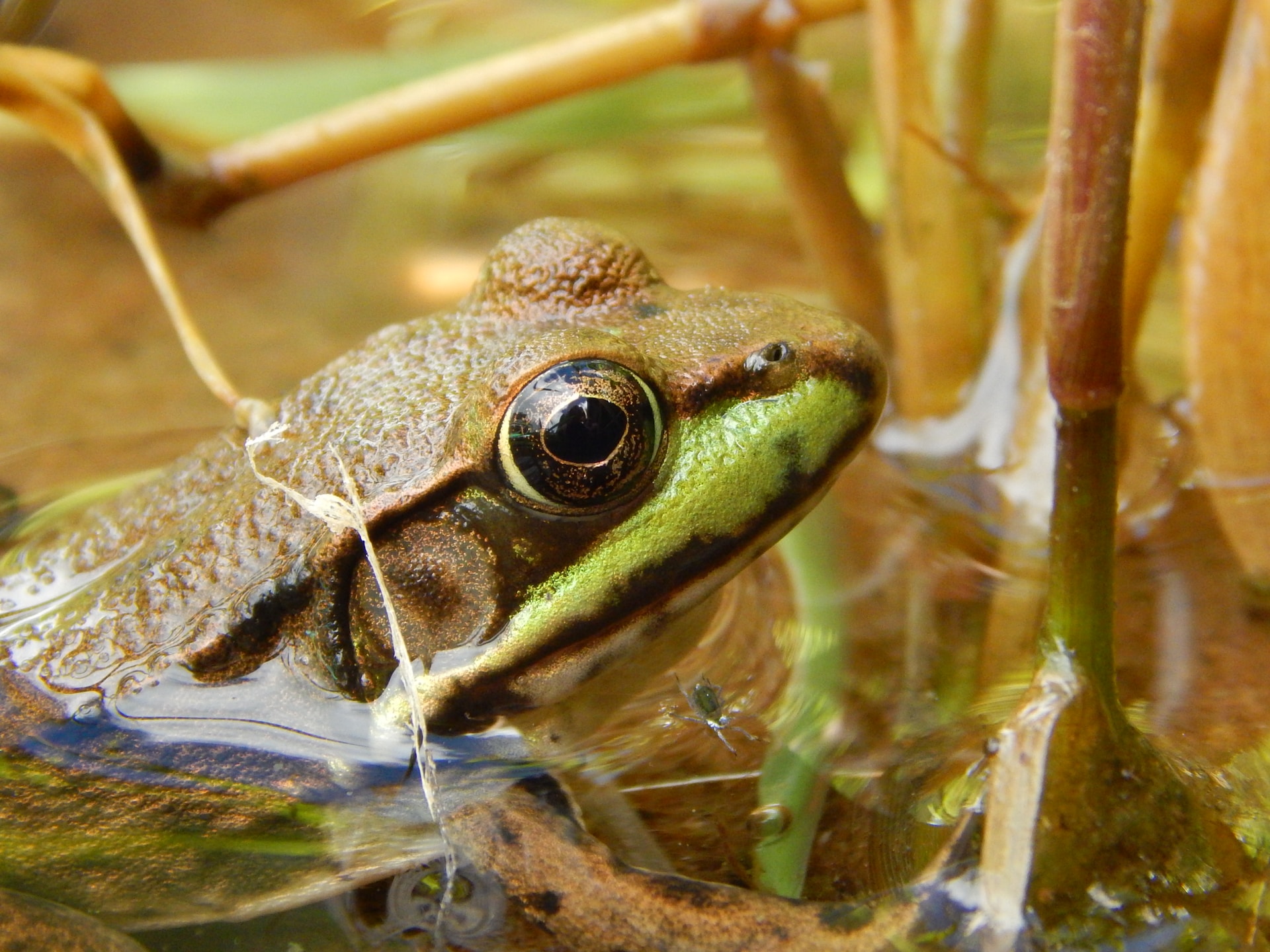 frog in pond