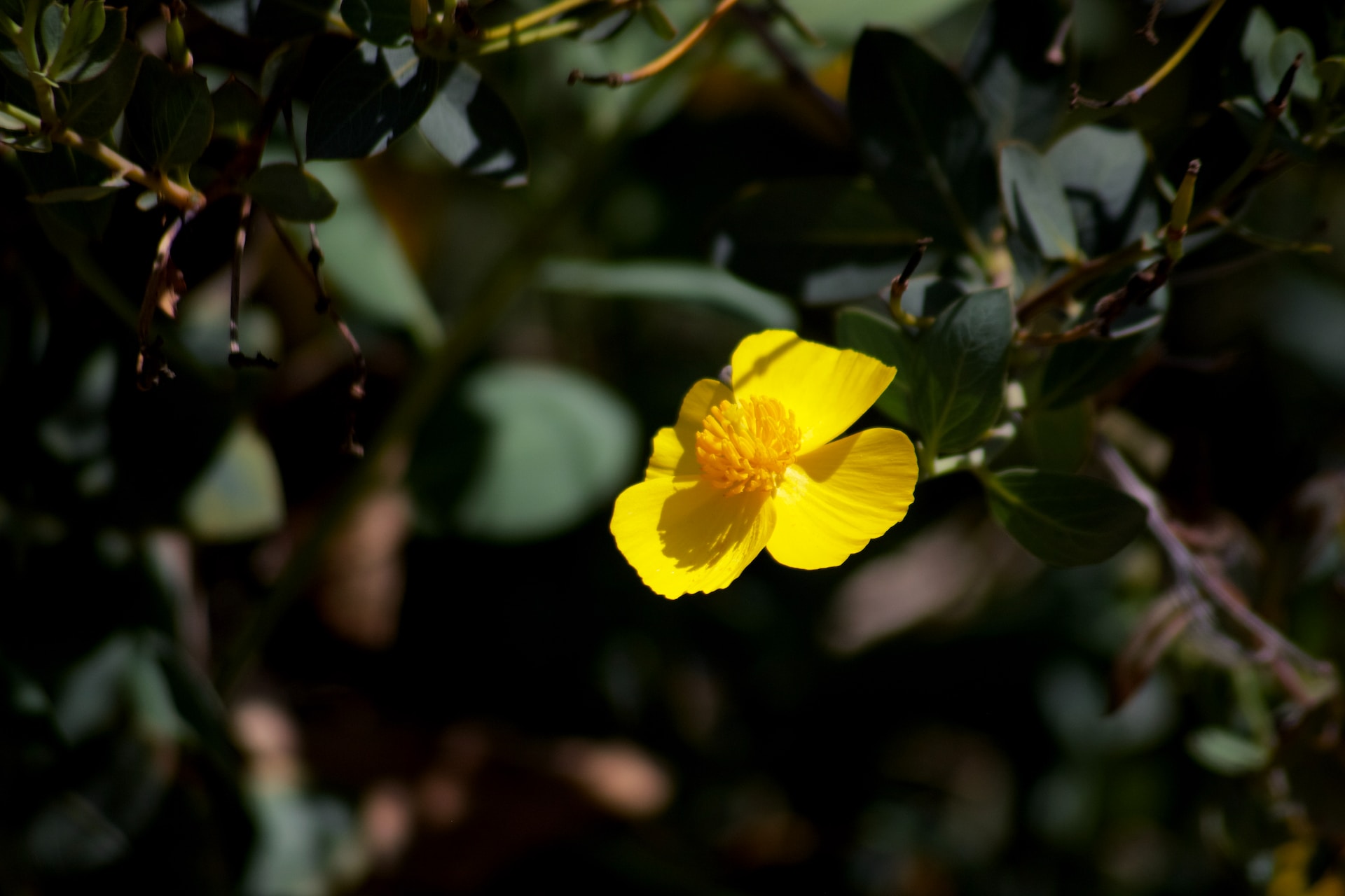 garden wildlife sanctuary