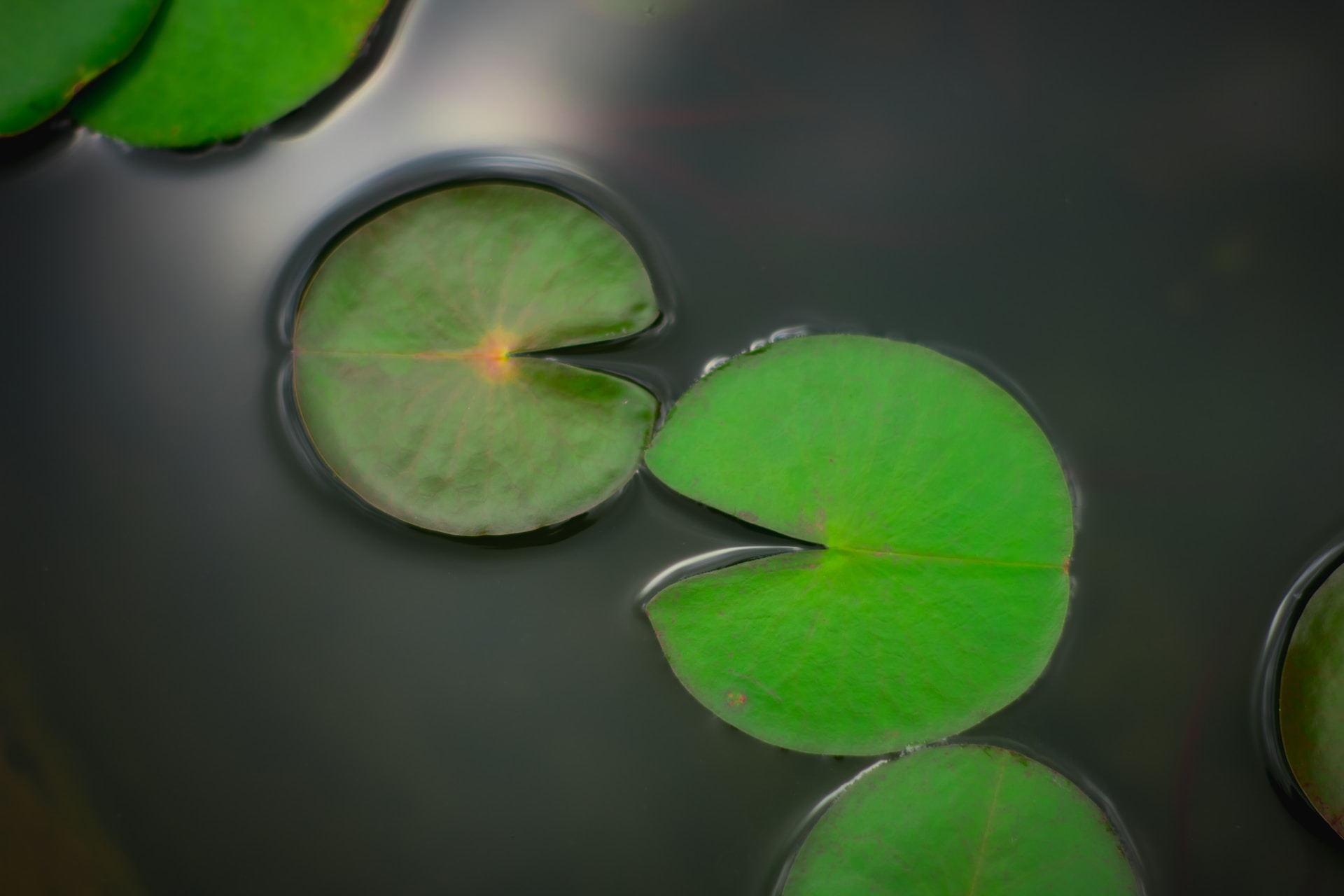 pond lily pad